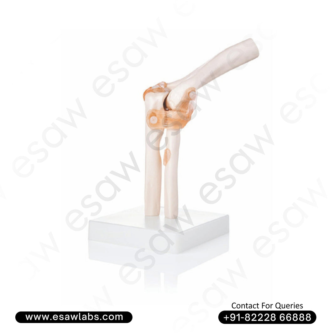 Life-Size Elbow Joint Model  | Human Anatomy Educational Model