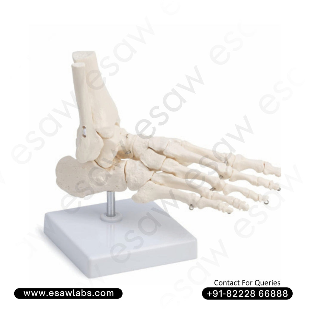 Life-Size Foot Joint Model | Anatomical Human Foot Joint with Hinge &amp; Gliding Joints