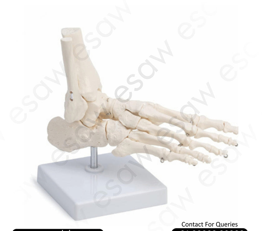 Life-Size Foot Joint Model | Anatomical Human Foot Joint with Hinge &amp; Gliding Joints