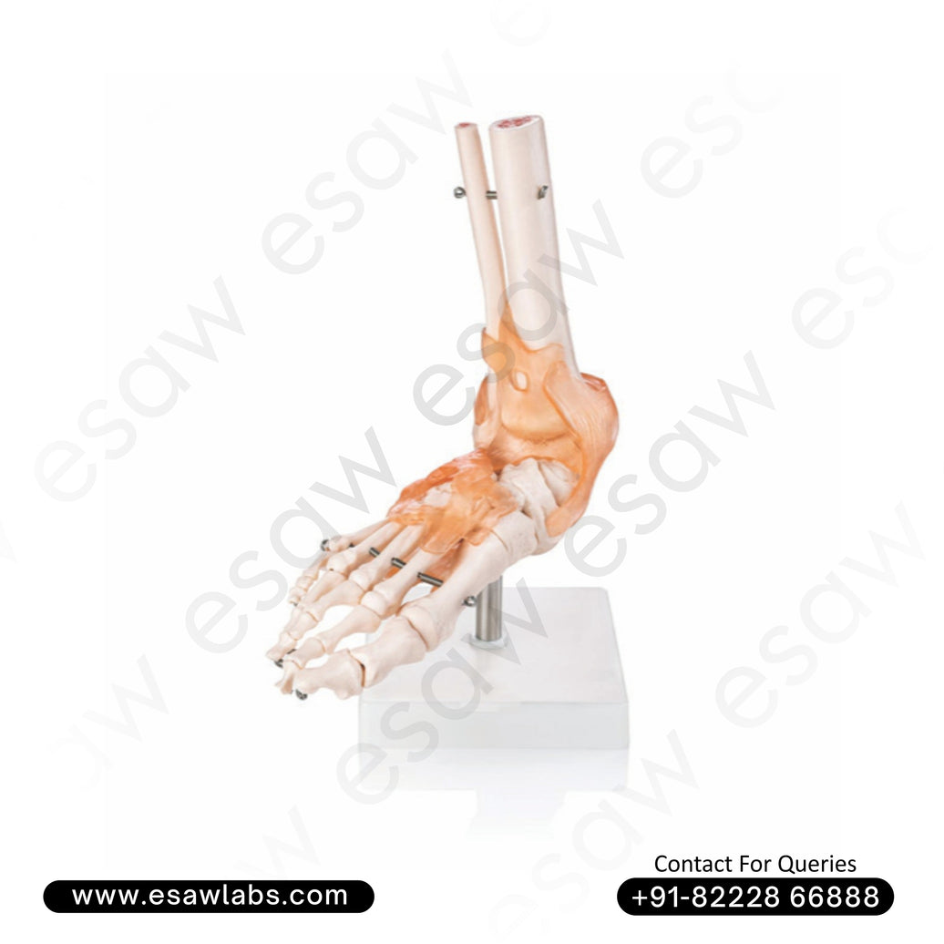 Life-Size Foot Joint with Ligaments Model | Anatomical Human Foot Model for Medical Education