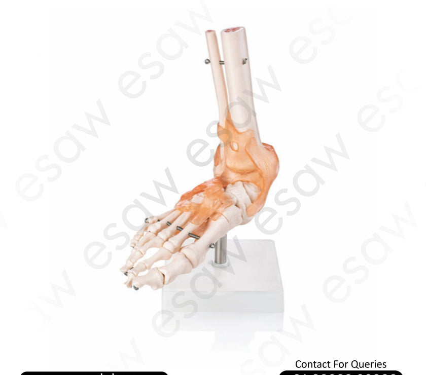Life-Size Foot Joint with Ligaments Model | Anatomical Human Foot Model for Medical Education