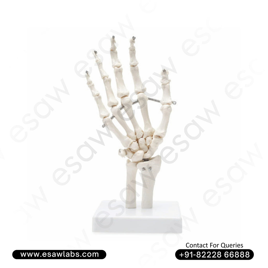 Life-Size Hand Joint Model | Anatomical Hand Skeleton Model with Functional Joints