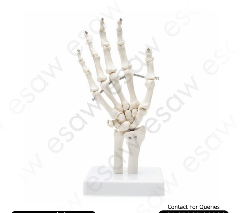 Life-Size Hand Joint Model | Anatomical Hand Skeleton Model with Functional Joints