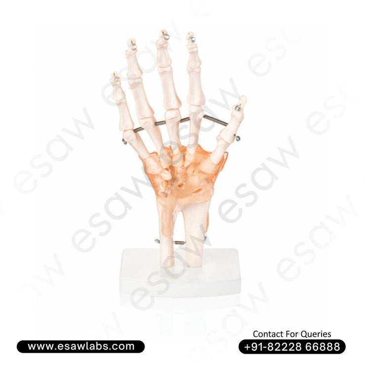 Life-Size Hand Joint with Ligaments Model – Anatomical Hand Model for Medical Education &amp; Training