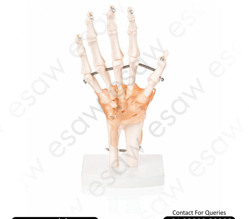 Life-Size Hand Joint with Ligaments Model – Anatomical Hand Model for Medical Education &amp; Training