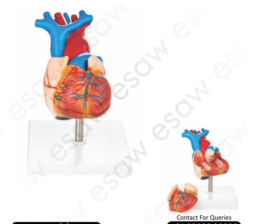 ❤️ Buy Life-Size Human Heart Model – 2-Part Dissectible Anatomical Heart with Magnetic Assembly | ESAW India