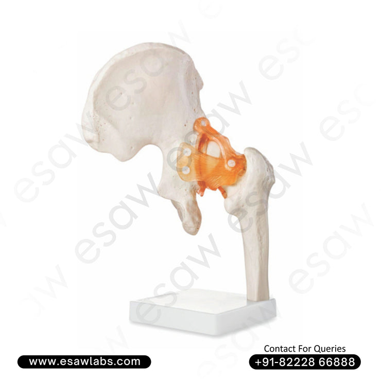 Life-Size Hip Joint Model  | Human Hip Anatomy with Ligaments | ESAW India