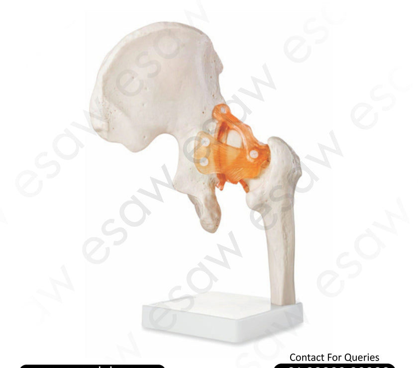 Life-Size Hip Joint Model  | Human Hip Anatomy with Ligaments | ESAW India