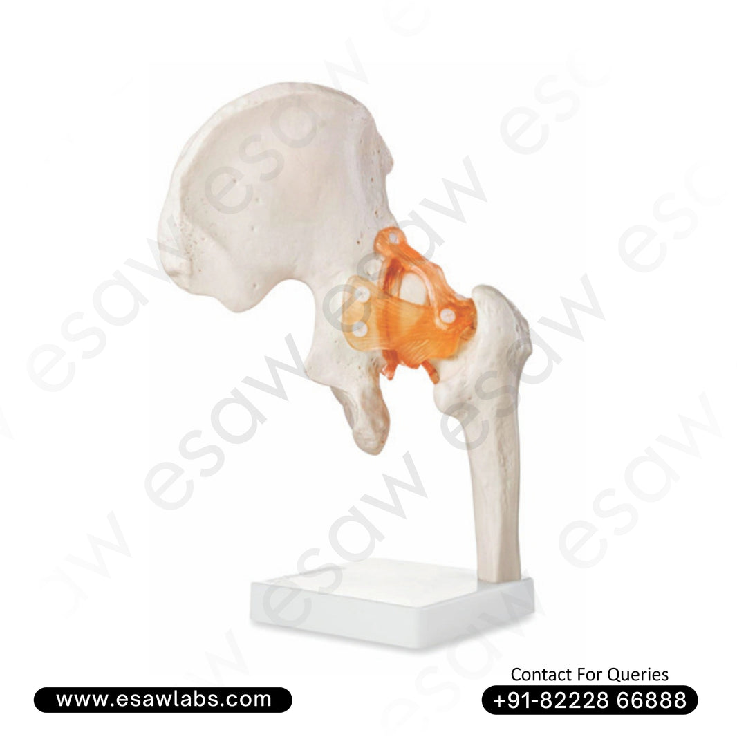 Life-Size Hip Joint Model  | Human Hip Anatomy with Ligaments | ESAW India