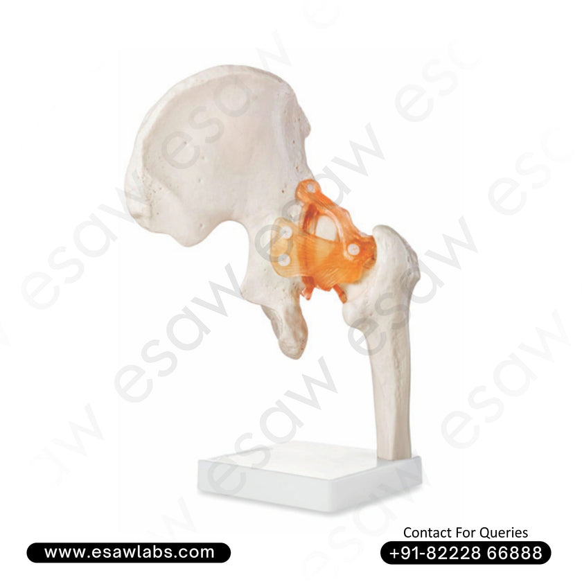 Life-Size Hip Joint Model  | Human Hip Anatomy with Ligaments | ESAW India