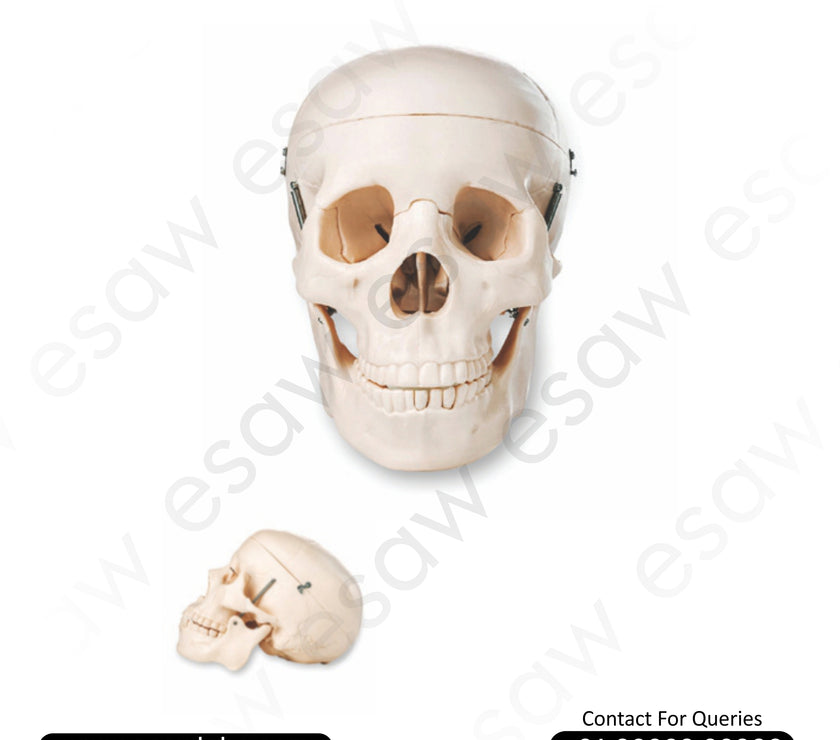 Life-Size Human Skull Model – 3-Part Dissectible (Model ESAW-HS62)