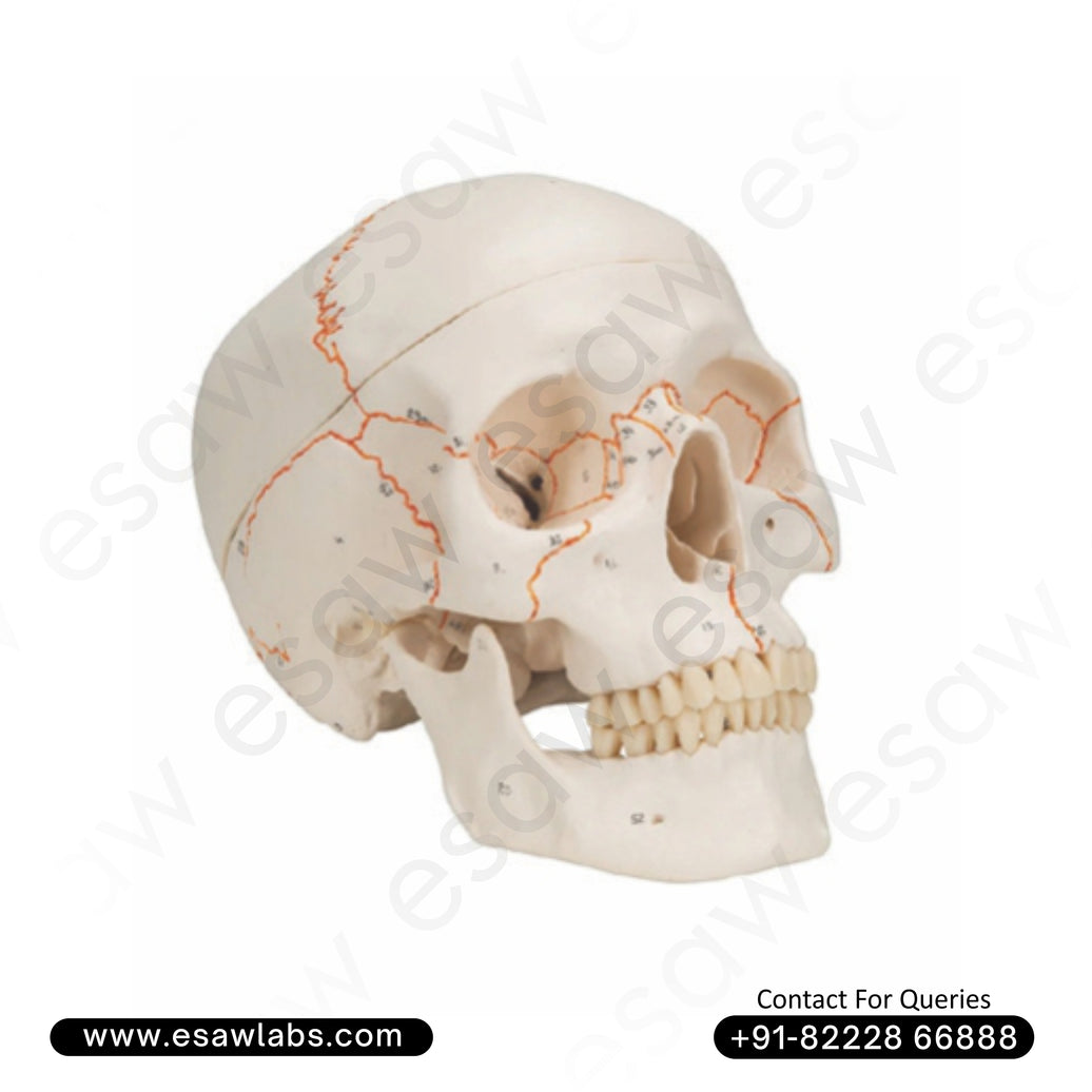 Life-Size Human Skull Model with Numbered Markings – 3-Part Dissectible (ESAW HS63)