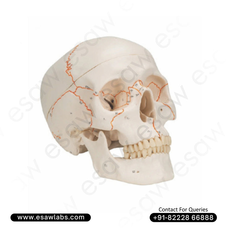Life-Size Human Skull Model with Numbered Markings – 3-Part Dissectible (ESAW HS63)