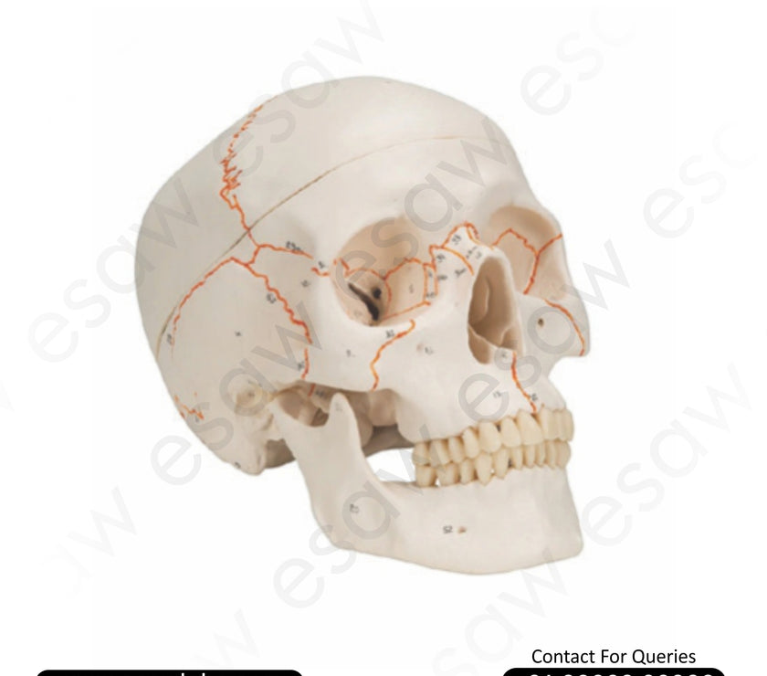 Life-Size Human Skull Model with Numbered Markings – 3-Part Dissectible (ESAW HS63)