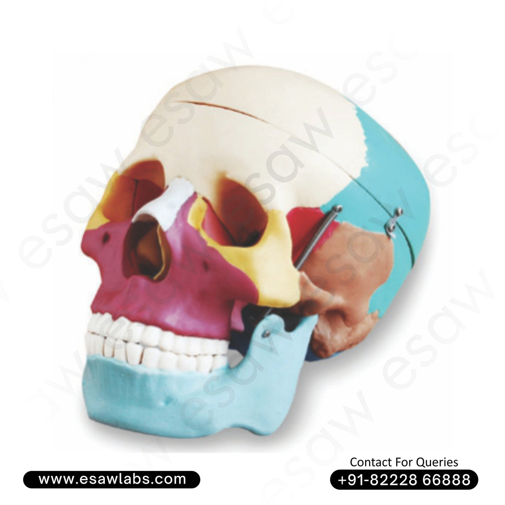 Life-Size Human Skull Model with Colored Bones-3 Part Dissectible