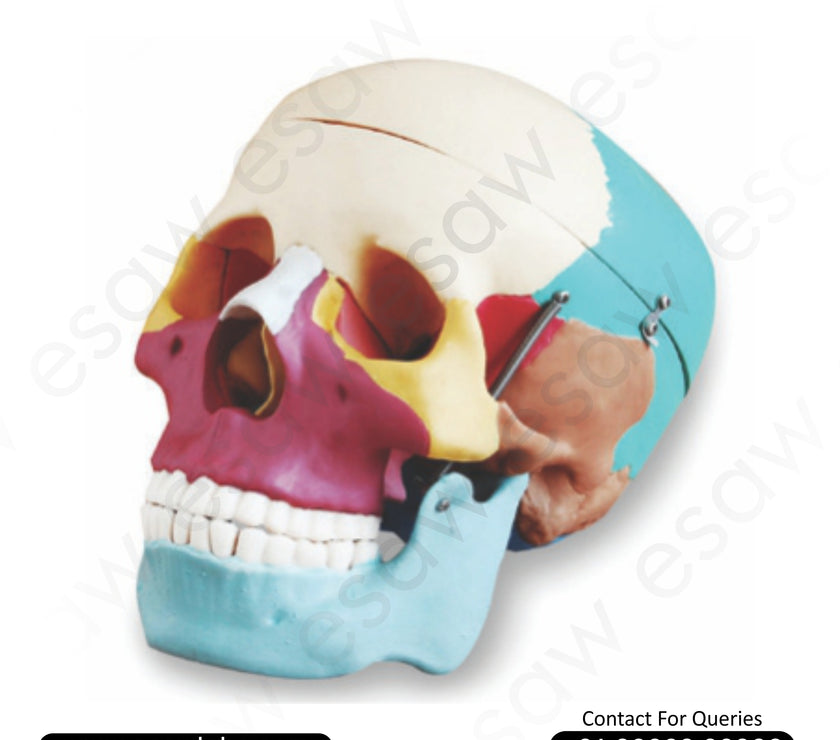 Life-Size Human Skull Model with Colored Bones-3 Part Dissectible