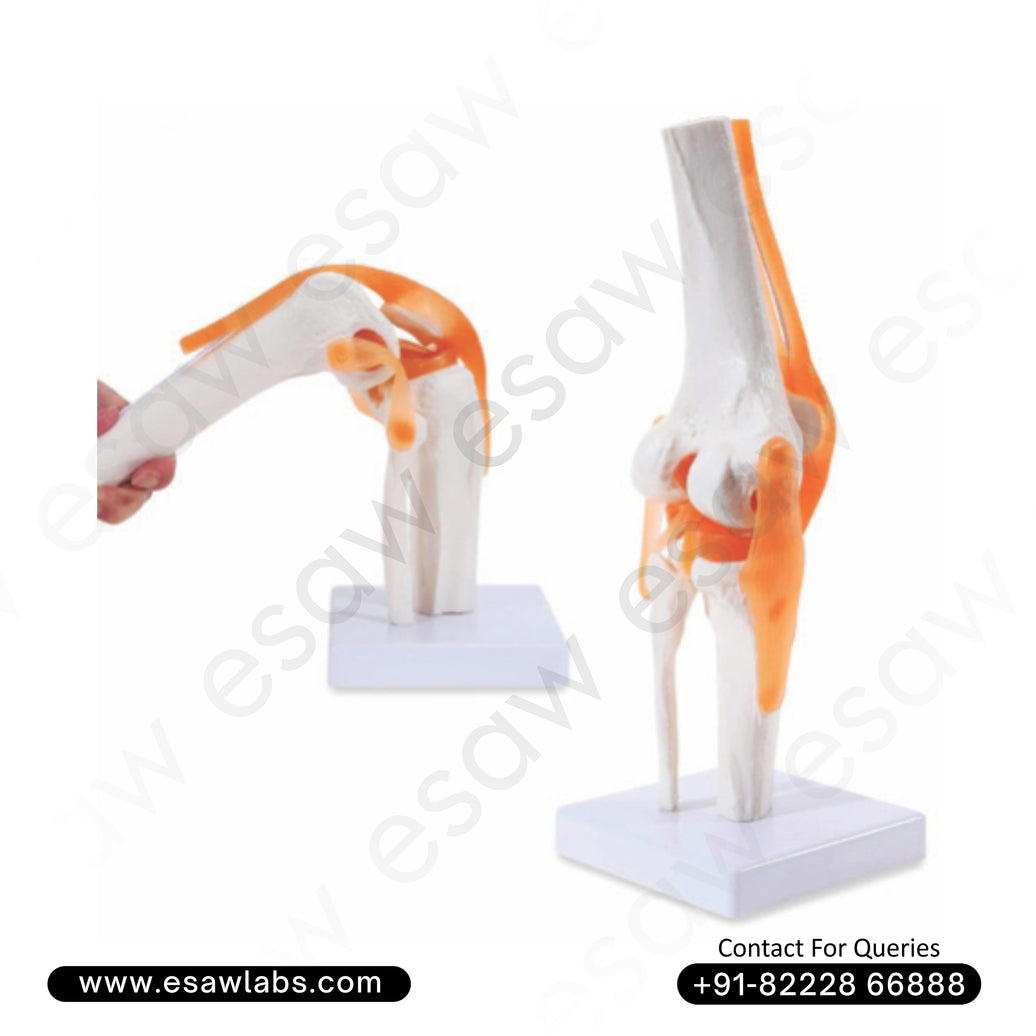 Life-Size Knee Joint Model | Functional Human Anatomy Model