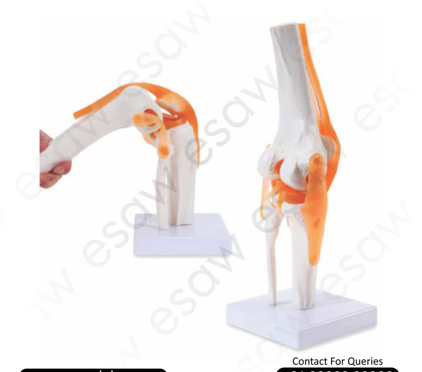 Life-Size Knee Joint Model | Functional Human Anatomy Model