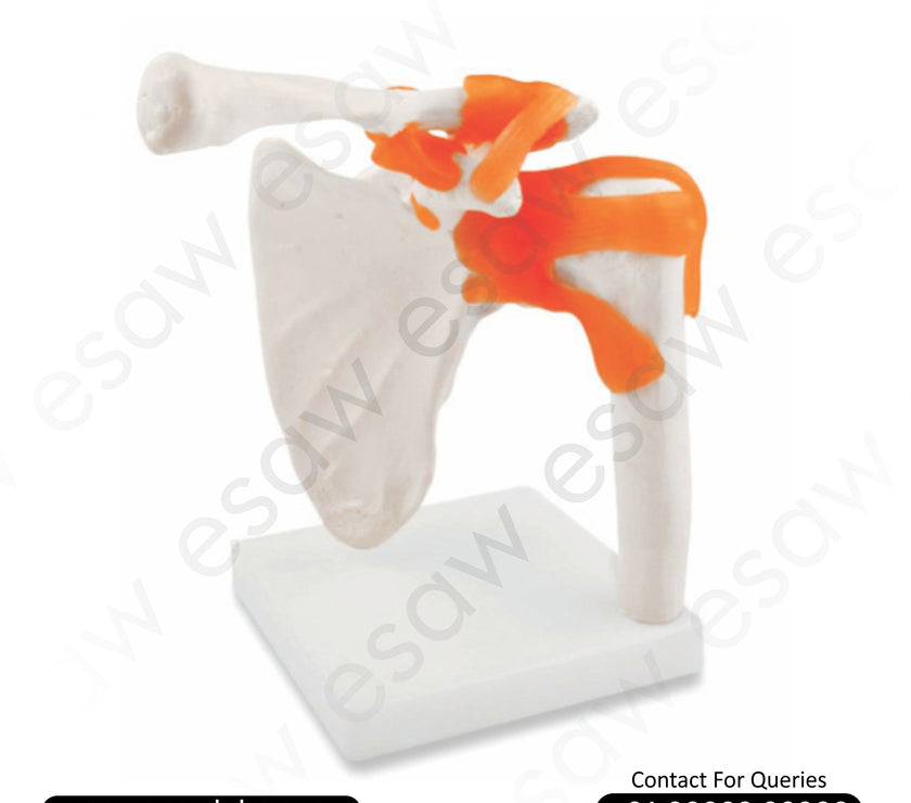 Life-Size Shoulder Joint Model Anatomical Human Shoulder Replica with Ligaments | ESAW India