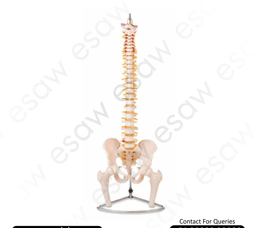 Life-Size Vertebral Column with Pelvis and Femur Heads Model - Full Human Spine Anatomy Model