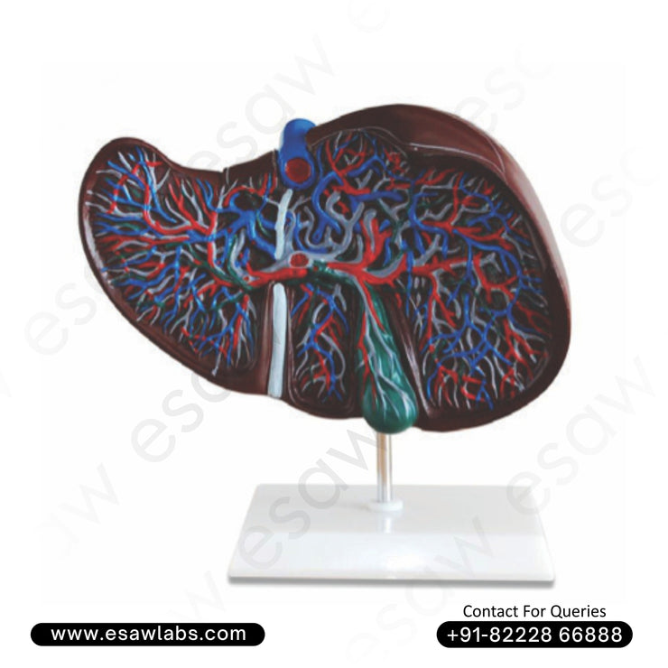 Liver Anatomy Model – Vascular Network, Bile Ducts &amp; Hilus Vessels | Mounted on Stand&nbsp;