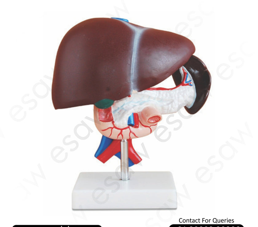 Liver, Pancreas &amp; Duodenum Anatomical Model – Life-Size, 3-Part Dissectible Medical Teaching Model
