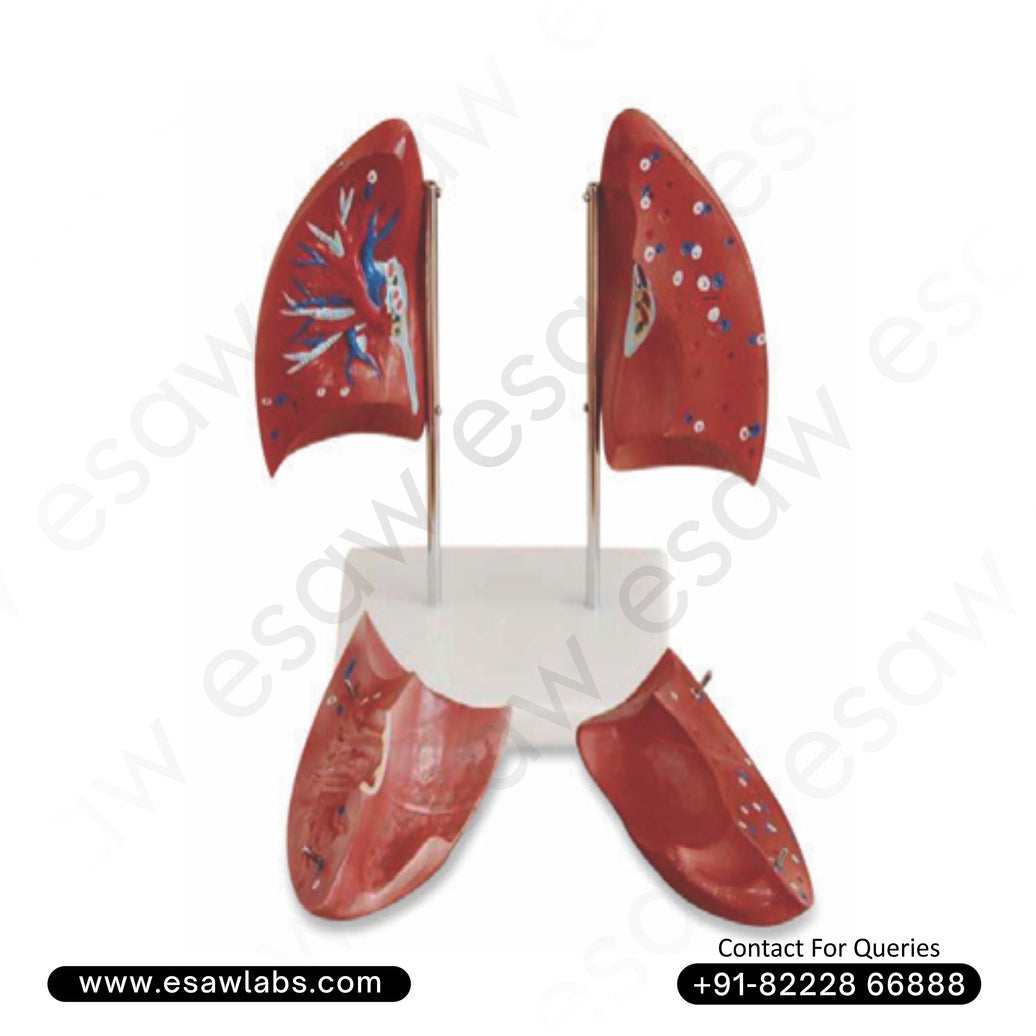 🫁 Buy Life-Size Human Lung Model – 4-Part Dissectible Anatomy Model | ESAW India