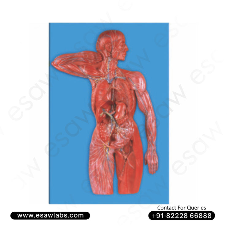 Buy High-Quality Human Lymphatic System Model – 23 Key Structures Displayed | ESAW India