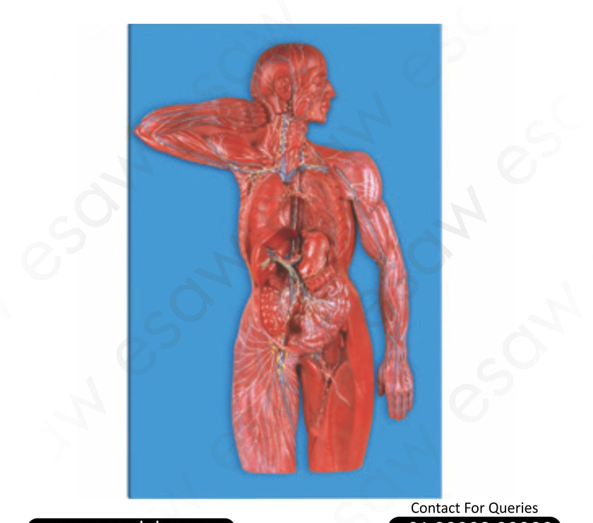Buy High-Quality Human Lymphatic System Model – 23 Key Structures Displayed | ESAW India