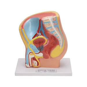 Image ALT Tags:

"Male Pelvis Model for Medical Students and Nursing Colleges"

"Anatomical Male Reproductive System Model by ESAW India"

"Affordable Male Pelvis Model for Biology Classrooms"
