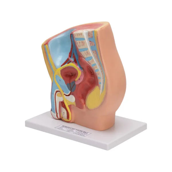 Buy Male Pelvis Model – Anatomical Reproductive Teaching Aid for Biology & Medical Labs
