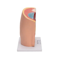 Buy Male Pelvis Model – Anatomical Reproductive Teaching Aid for Biology & Medical Labs