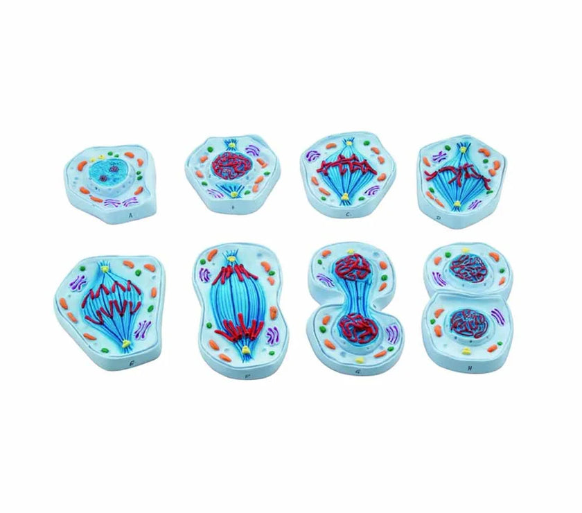 MITOSIS MODEL, SET OF 8 MODELS