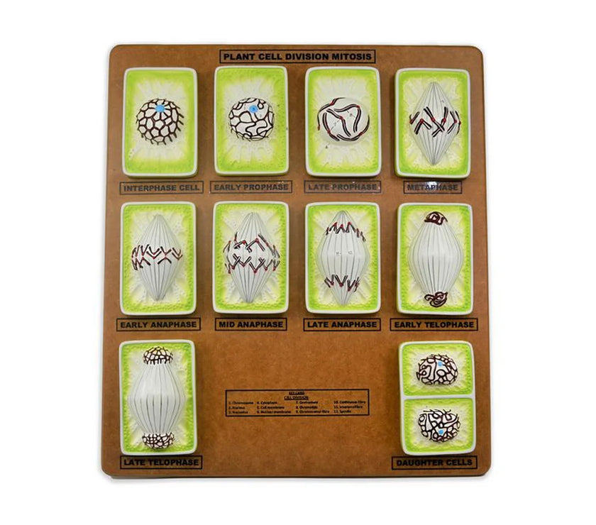 MITOSIS PHASES DEMONSTRATION MODEL