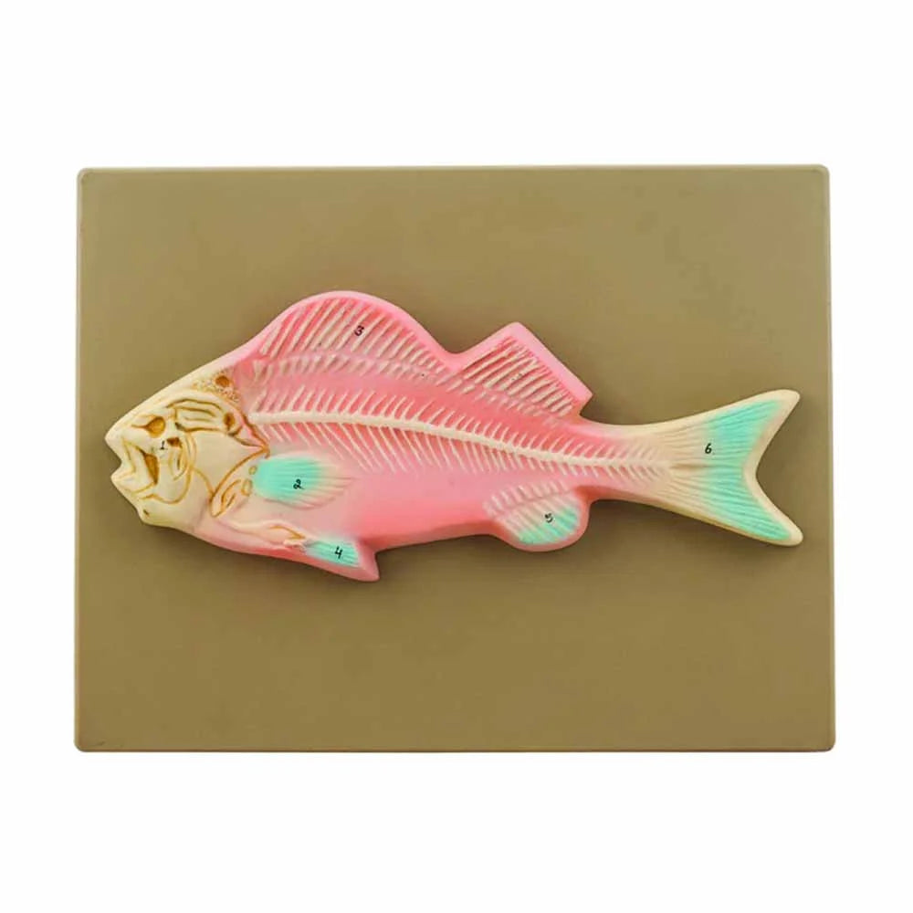 🖼️ Image ALT Tags (SEO-Focused):

"Fish Skeleton Model for Biology Classrooms"

"ESAW Anatomical Model of Bony Fish for Zoology Labs"

"Buy Life-Size Fish Skeleton for Educational Use India"