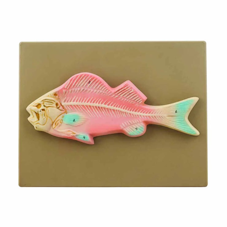 MODEL FISH SKELETON