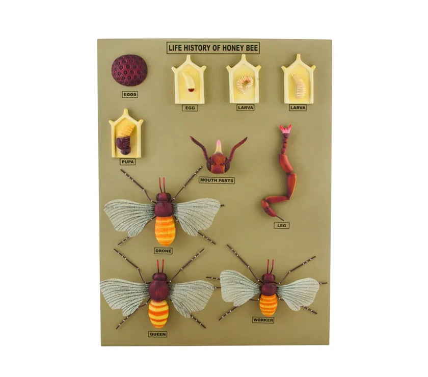 🖼 Image ALT Tags:

"L.S. and H.S. Honey Bee Model for Biology Labs"

"Anatomical Model of Honey Bee for Students and Schools"

"Export Quality Insect Model – Honey Bee Sectional View"