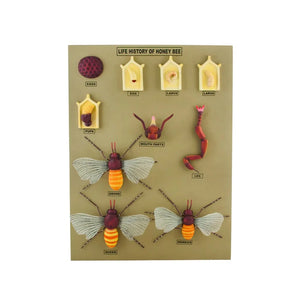 🖼 Image ALT Tags:

"L.S. and H.S. Honey Bee Model for Biology Labs"

"Anatomical Model of Honey Bee for Students and Schools"

"Export Quality Insect Model – Honey Bee Sectional View"