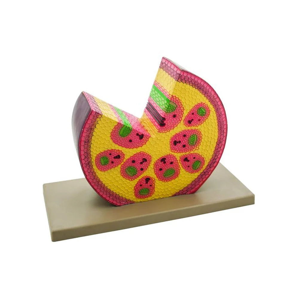 🖼️ Image ALT Tags (SEO Focused):

"Monocot Stem Model Showing Vascular Bundle Arrangement"

"Internal Anatomy of Monocot Stem for Biology Lab Use"

"3D Enlarged Monocot Stem Model for Classroom Teaching"