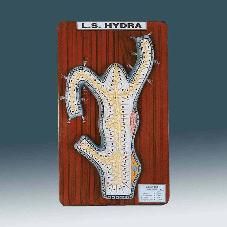 🖼 Image ALT Tags:

"Hydra Biology Teaching Model for School Labs"

"PVC Model of Hydra for Science Demonstrations"

"Zoology Educational Model for CBSE/ICSE Classrooms"