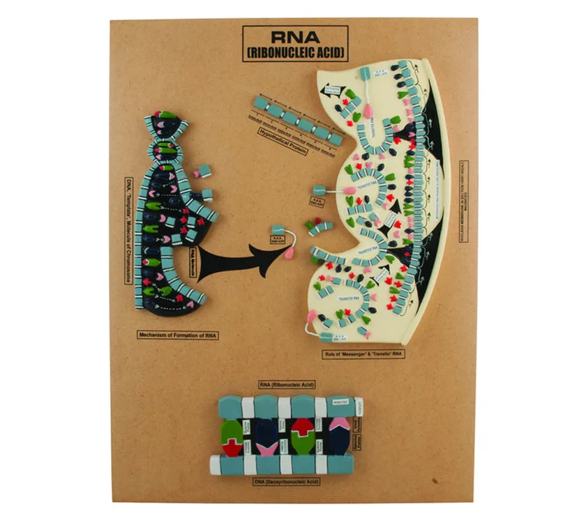 🖼️ Image ALT Tags (SEO-focused):

"RNA Molecular Model for Biology Lab Education"

"Color-Coded RNA Model for Medical Colleges and Schools"

"Genetic Structure RNA Model for Classroom and Lab Use"