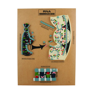 🖼️ Image ALT Tags (SEO-focused):

"RNA Molecular Model for Biology Lab Education"

"Color-Coded RNA Model for Medical Colleges and Schools"

"Genetic Structure RNA Model for Classroom and Lab Use"