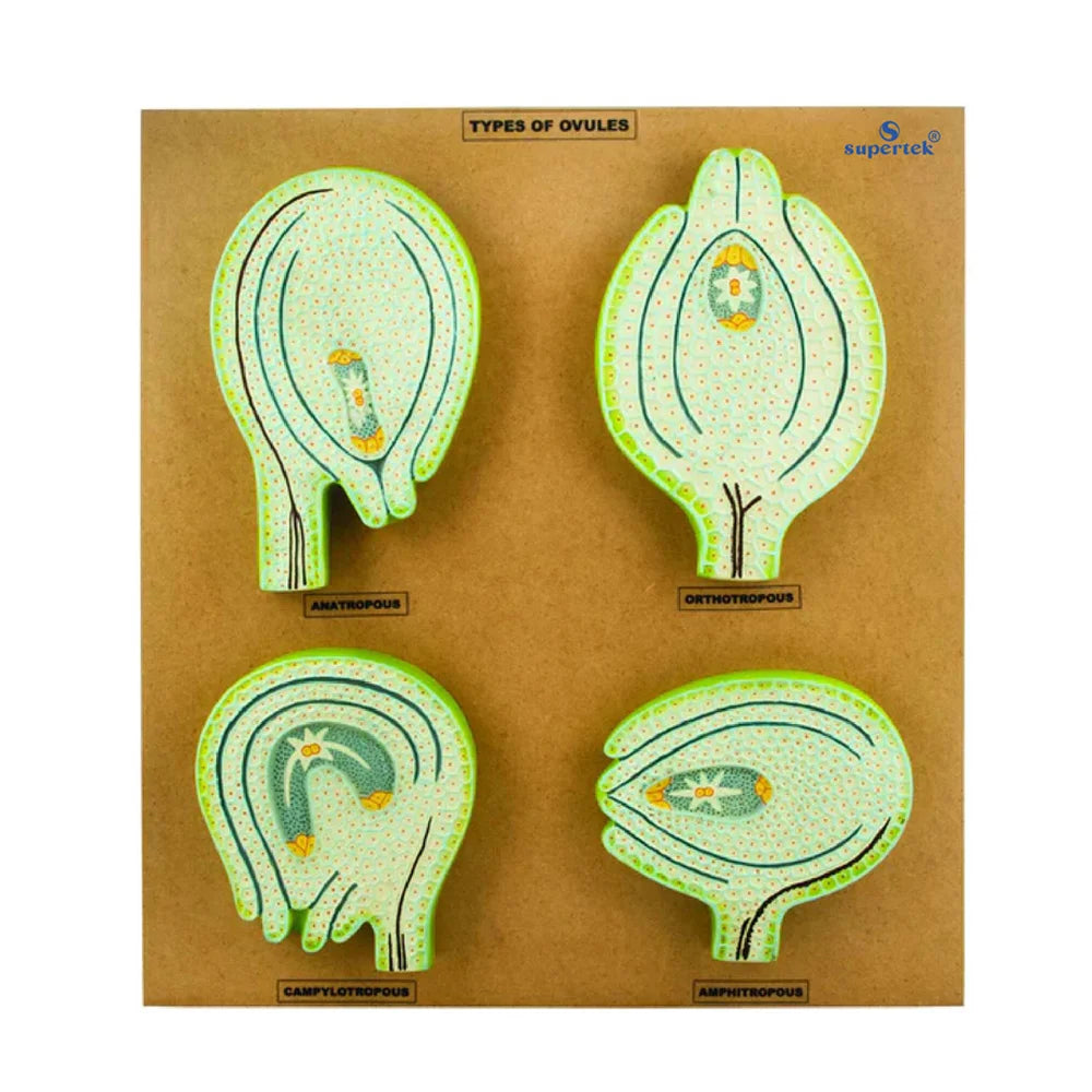 🖼️ Image ALT Tags:

“Botany Model Showing Types of Ovules for Classroom Demonstration”

“Labeled Ovule Types Model for Biology Students”

“Plant Reproductive Structure Model – ESAW India Educational Equipment”