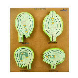 🖼️ Image ALT Tags:

“Botany Model Showing Types of Ovules for Classroom Demonstration”

“Labeled Ovule Types Model for Biology Students”

“Plant Reproductive Structure Model – ESAW India Educational Equipment”