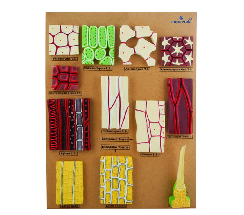 Tissue Collection Model Buy Plant Tissues Model – 3D Structure for Botany Labs & Classrooms