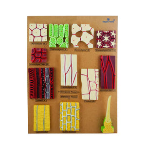 🖼️ Image ALT Tags:

"Types of Plant Tissues Model for Botany Lab Use"

"Meristematic and Permanent Tissue 3D Model – ESAW India"

"Plant Tissue Anatomy Educational Model for Biology Students"