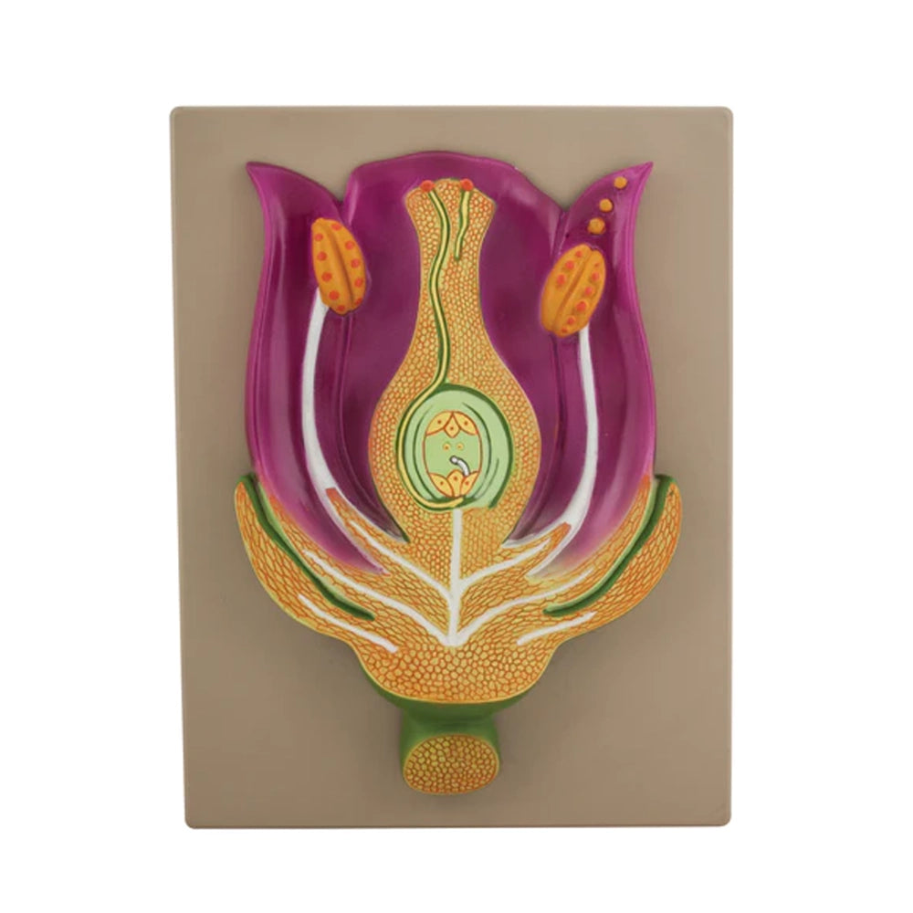 🖼️ Image ALT Tags (Optimized):

"Typical Flower Cross Section Model for Biology Labs"

"Flower V.S. Teaching Model for Students and Colleges"

"Enlarged Flower Anatomy Model – ESAW India"