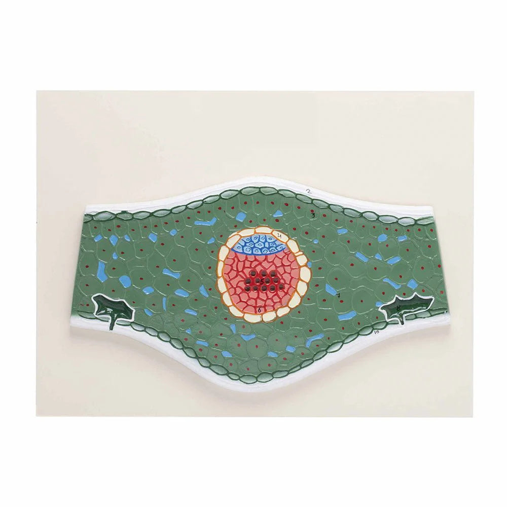 🖼 Image ALT Tags:

"Monocot Leaf T.S. Model for Biology Lab Education"

"Cross-Section of Monocot Leaf for Botany Classrooms"

"Educational Model of Monocot Leaf Structure – ESAW India"