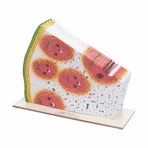 🖼️ Image ALT Tags for SEO &amp; Accessibility:

"Monocot Stem Model for Plant Anatomy Labs"

"Internal Anatomy of Monocot Stem Teaching Model"

"Biology Classroom Model for Monocotyledon Vasculature"