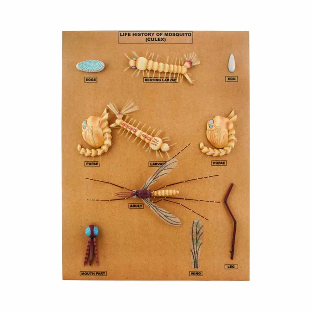 ALT Tags for Images:

"Culex mosquito development model for biology classroom use"

"10-stage mosquito life cycle model for school science labs"

"Educational entomology model for medical and nursing colleges"